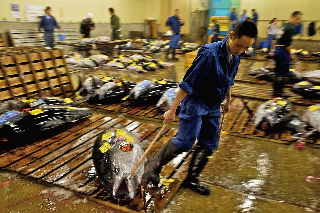 Thunfisch am Tsukiji-Fischmarkt in Tokio