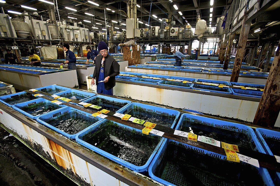 Shellfish tanks at Tsukiji Fish Market in Tokyo