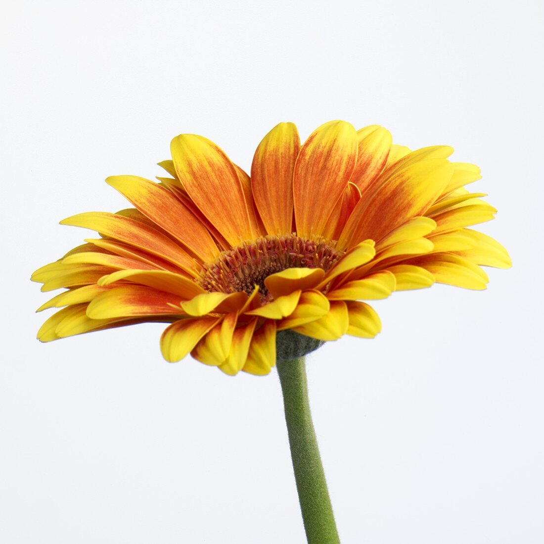 Eine orangefarbene Gerbera