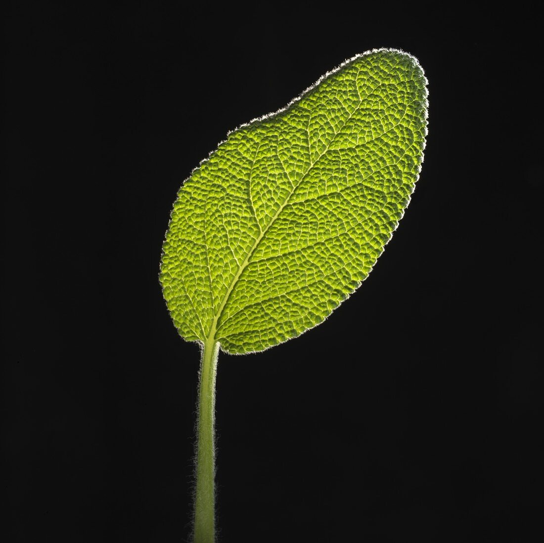 A sage leaf on black background