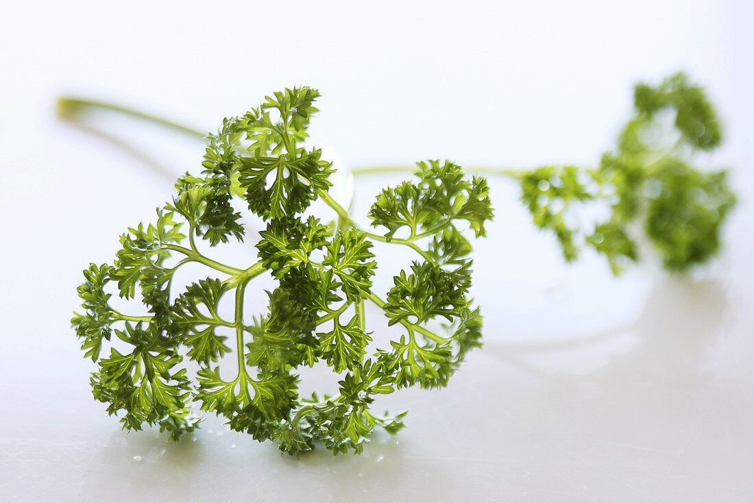 Curly leaf parsley