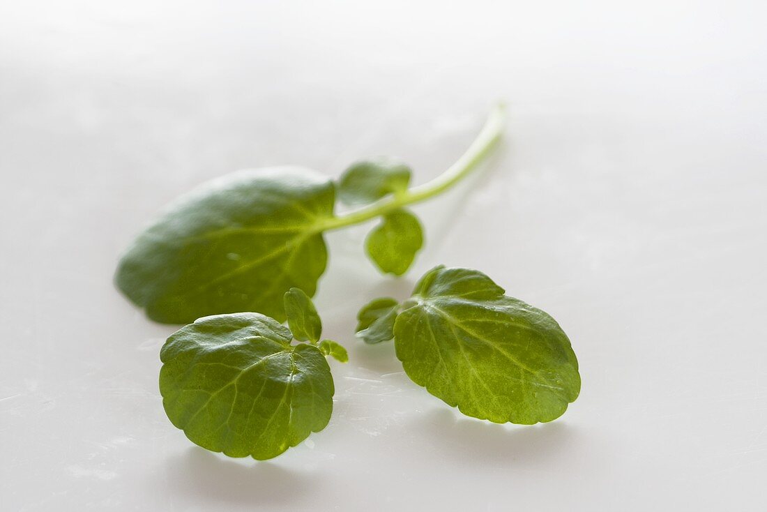 Fresh watercress