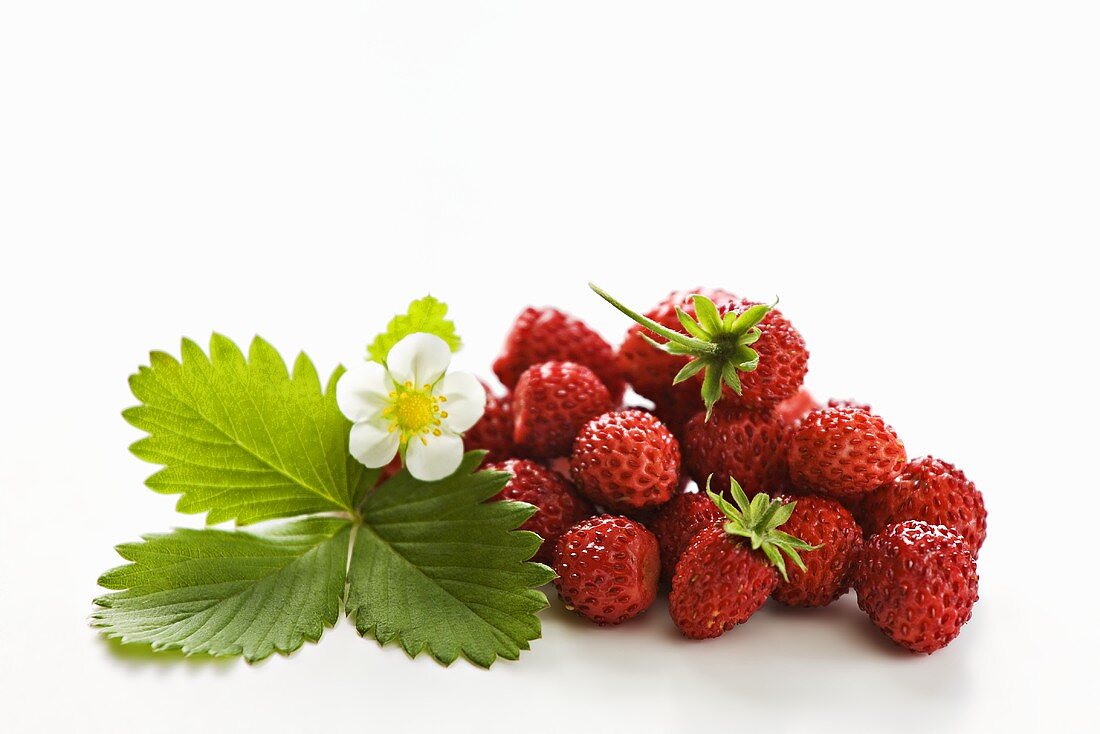 Wild strawberries with flower and leaf