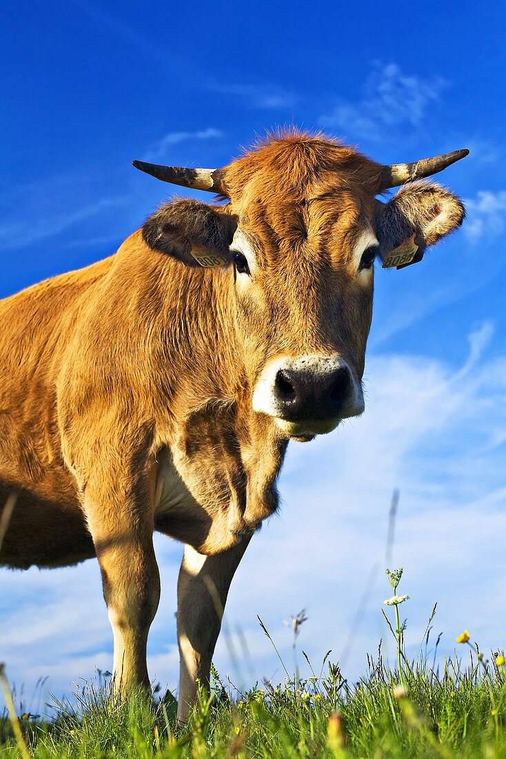 Aubrac cow in the pasture