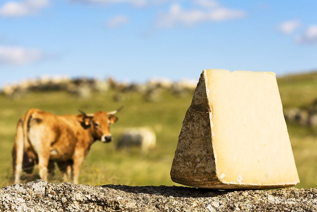 Laguiole cheese on stone wall, herd of cattle in background