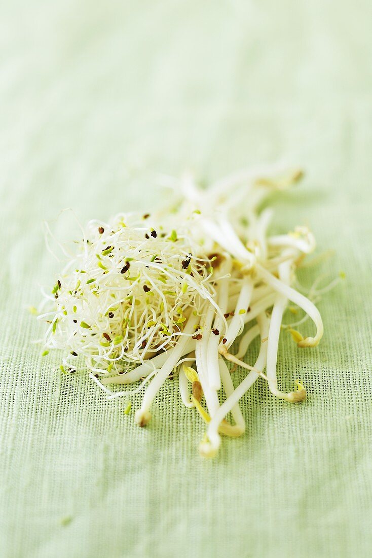 Various sprouts