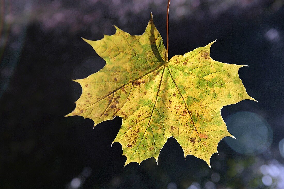 Maple leaf with autumn tints