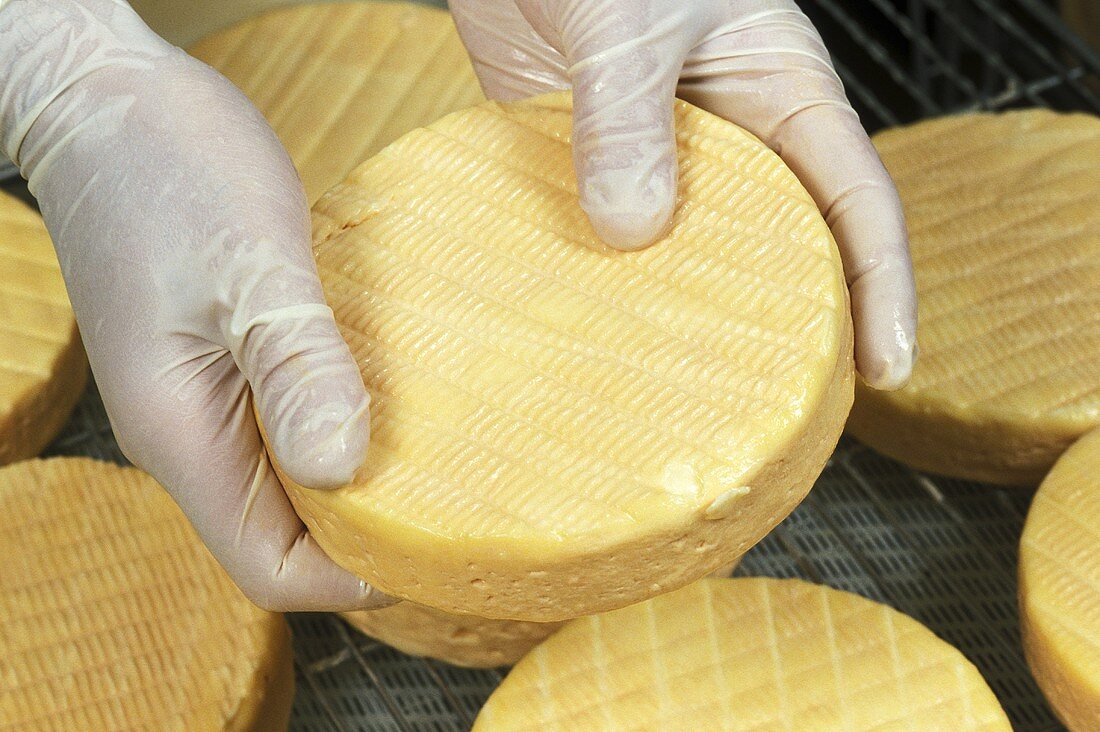 A pair of hands holding a Munster cheese