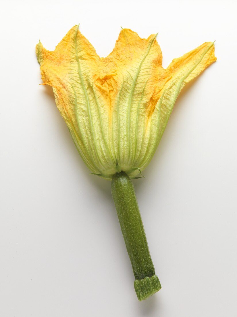 Courgette flower
