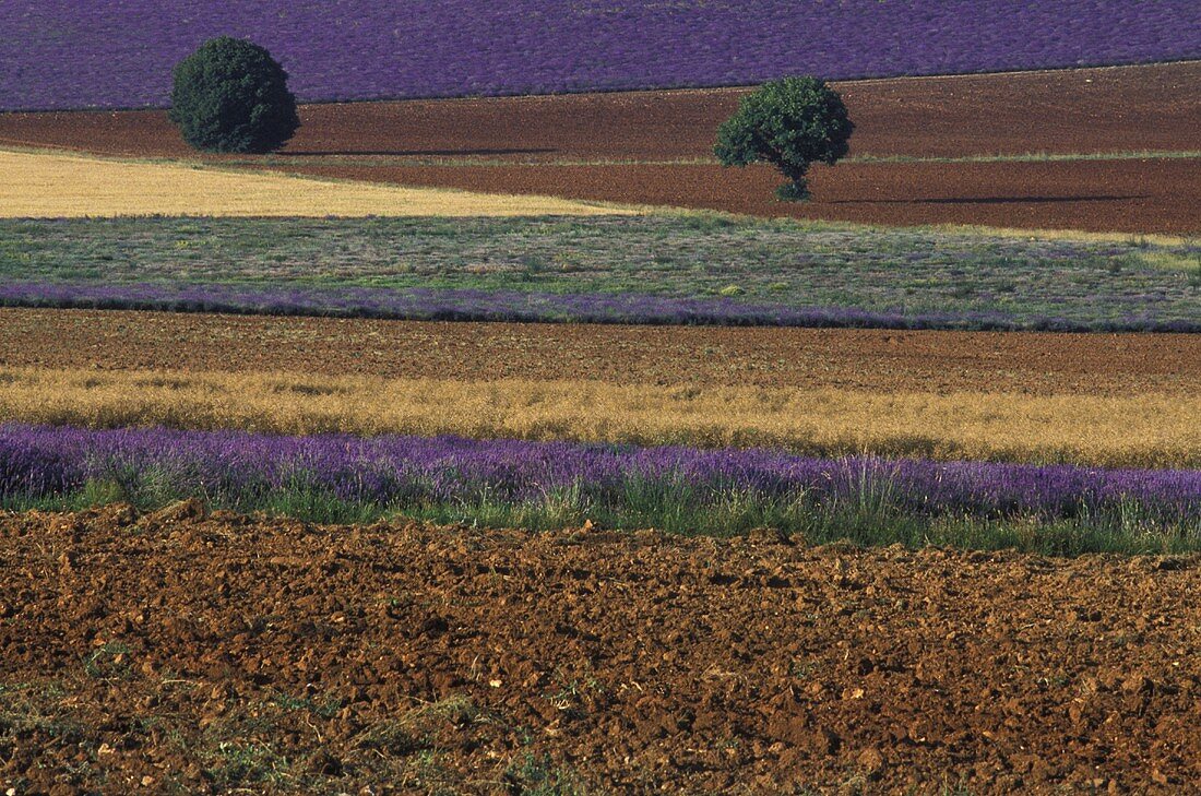 Lavender fields in Provence