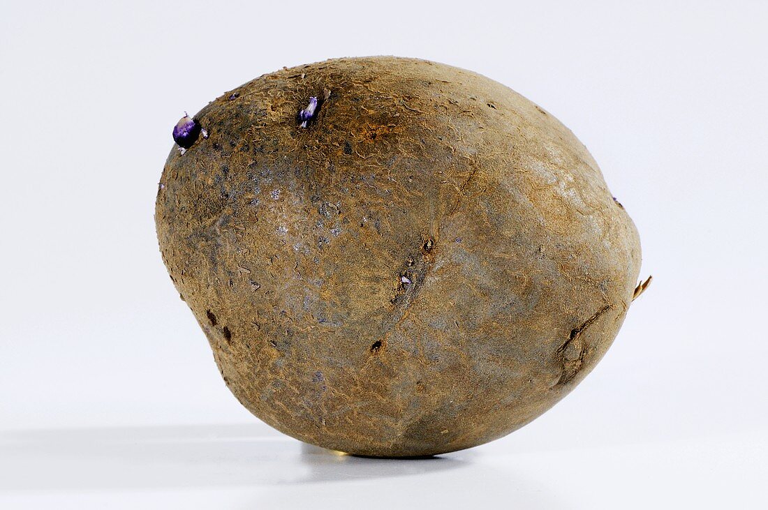 A potato (variety 'Blue Salad Potato')