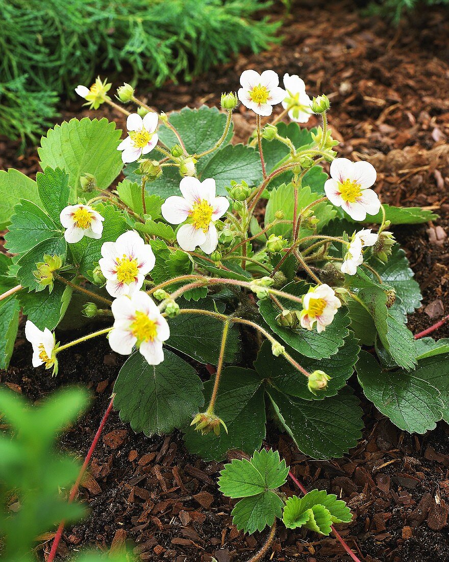 Strawberry flowers (Fragaria x ananassa)