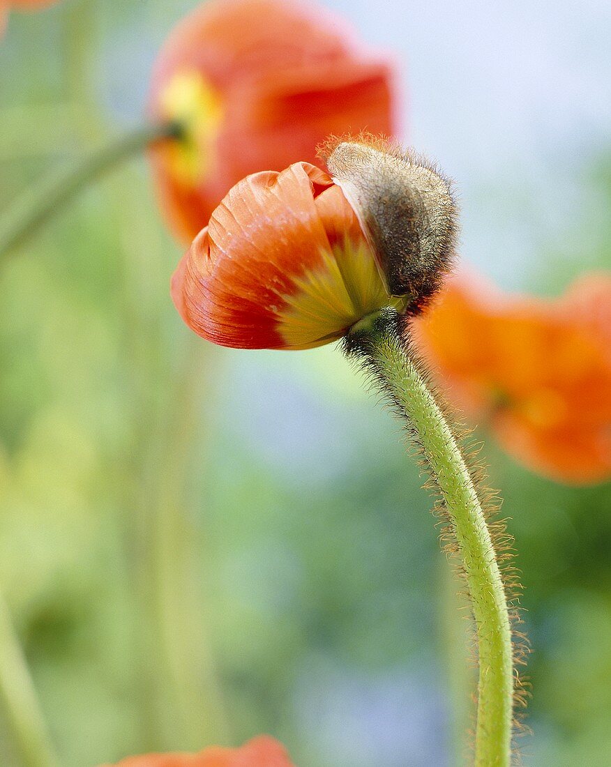 Poppy bud opening