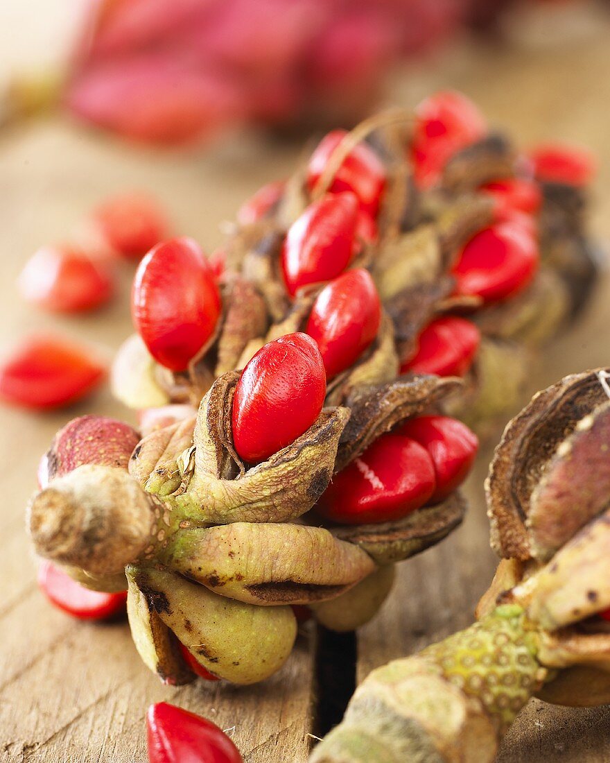 Magnolia seeds