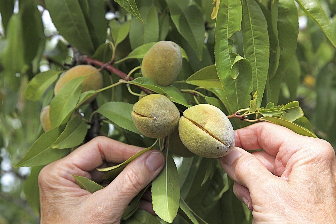 Mandelfrüchte am Baum mit Frauenhand