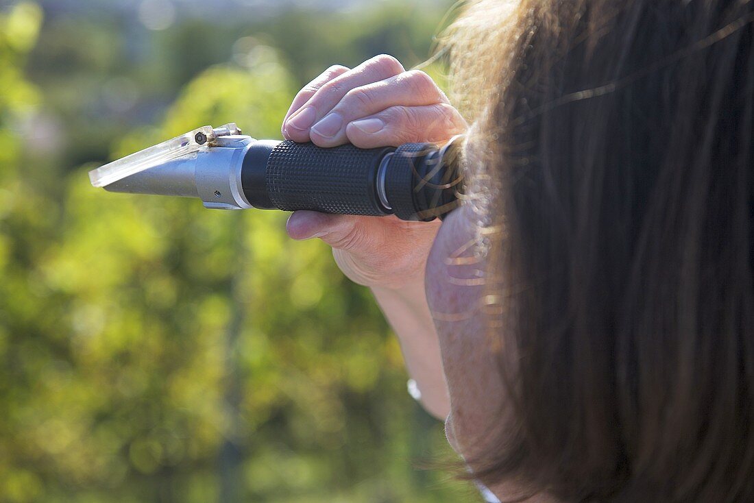 Frau Blickt durch ein Refraktometer zu Bestimmung des Zuckergehaltes von Weintrauben