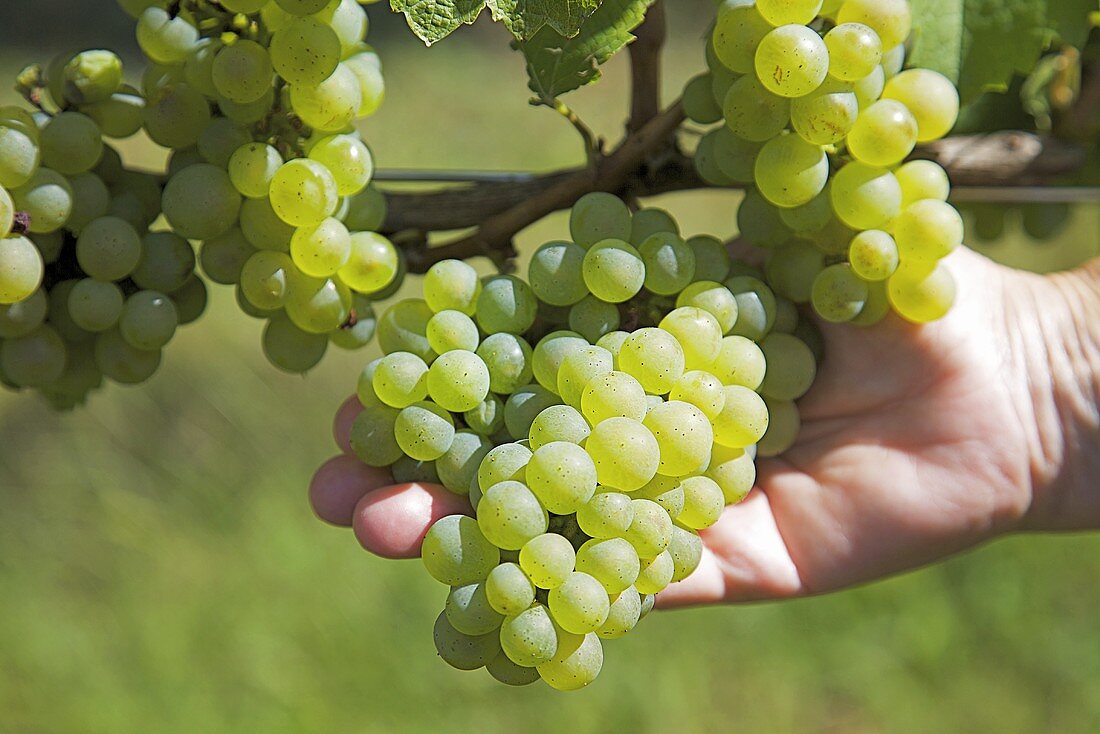 Hand holding Weisser Burgunder (Pinot blanc) grapes on the vine