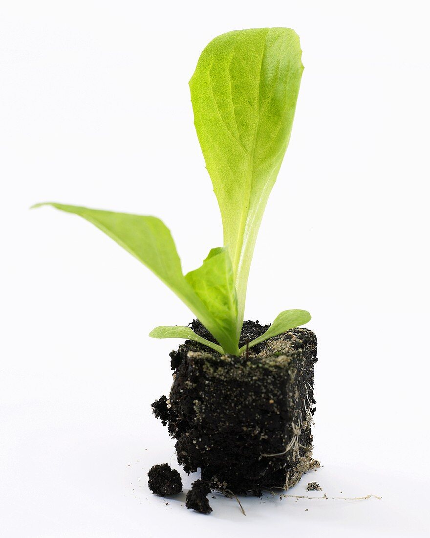 Junge Endivienpflanze (Cichorium endivia)