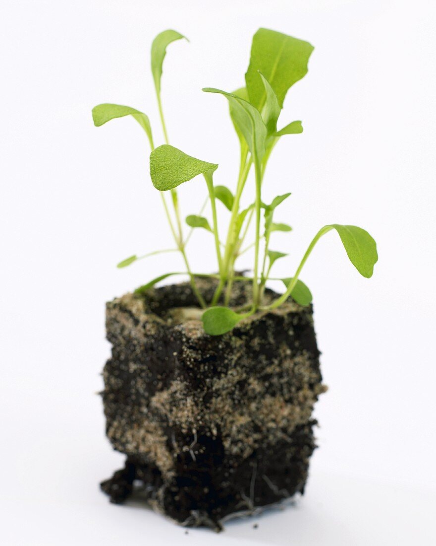 Junge Rucolapflanze (Eruca vesicaria ssp. sativa)