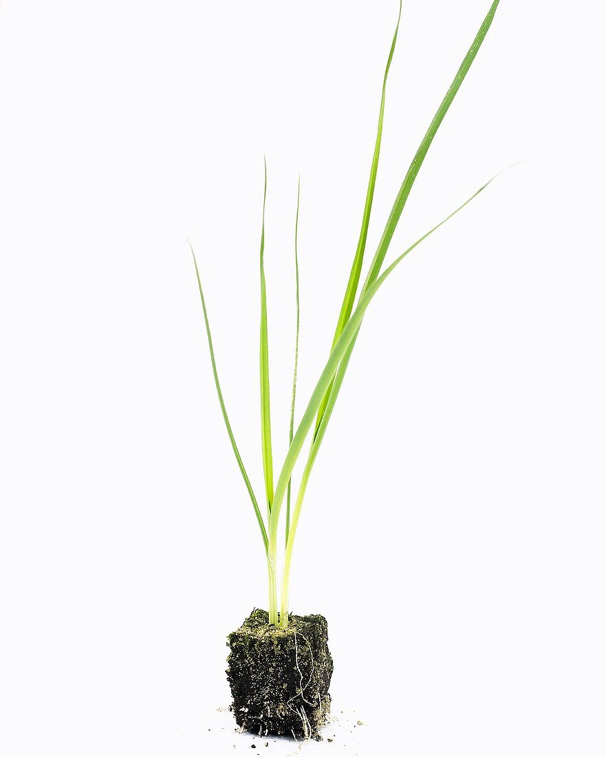 Junge Lauchpflanze (Allium porrum)