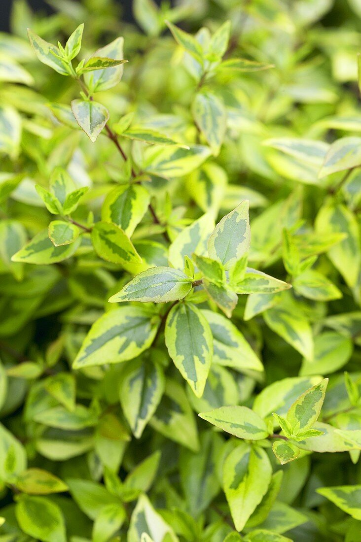 Abelia 'Kaleidoscope' in garden (full-frame)