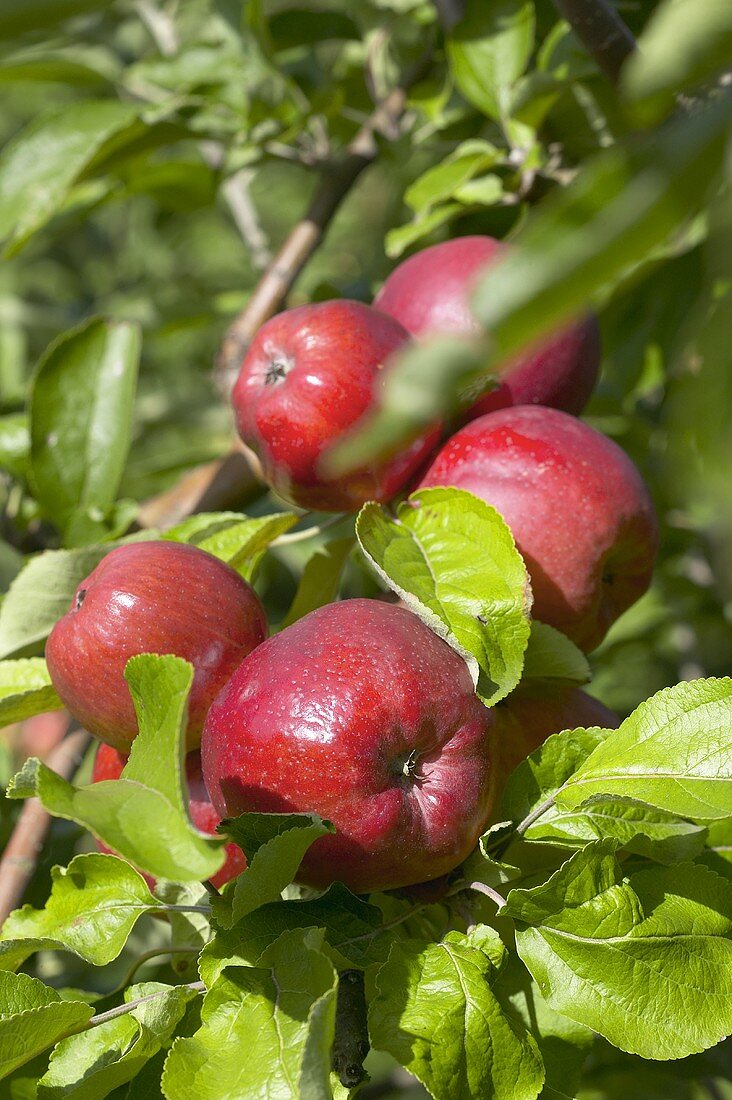 Red apples, variety 'Dantziger Kantapfel, on the branch