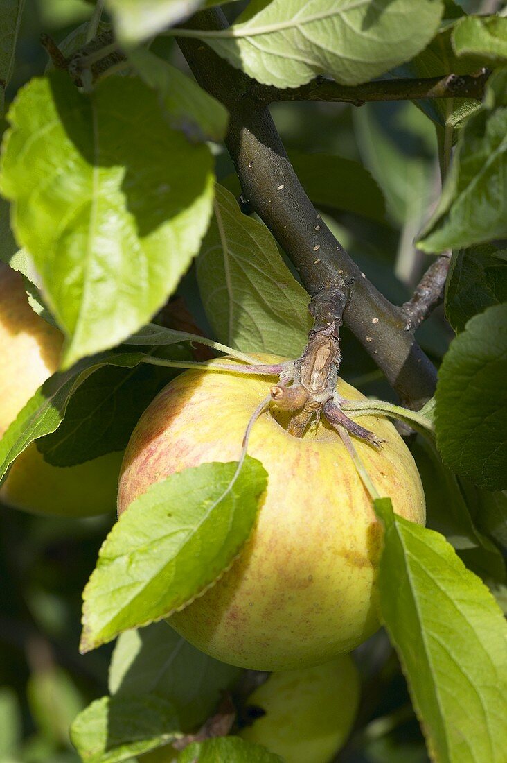 Apples, variety 'Glorie van Holland', on the branch