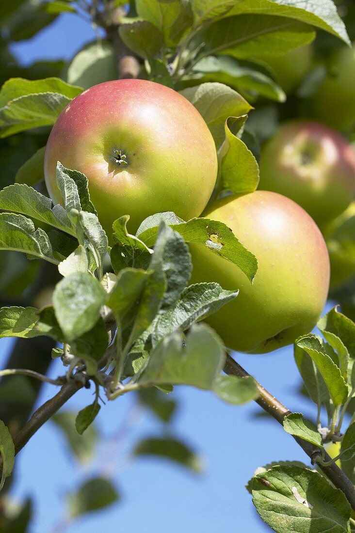 Äpfel der Sorte 'Landsberger Renette' am Baum
