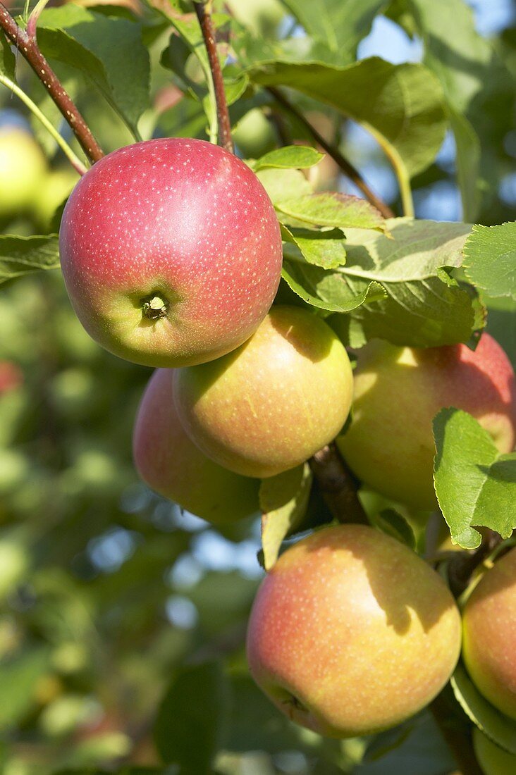 Äpfel der Sorte 'Sweet Caroline' am Baum