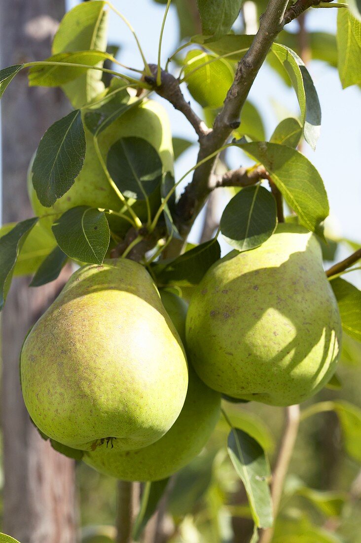 Pears, variety 'Beurre Alexandre Lucas', on the tree