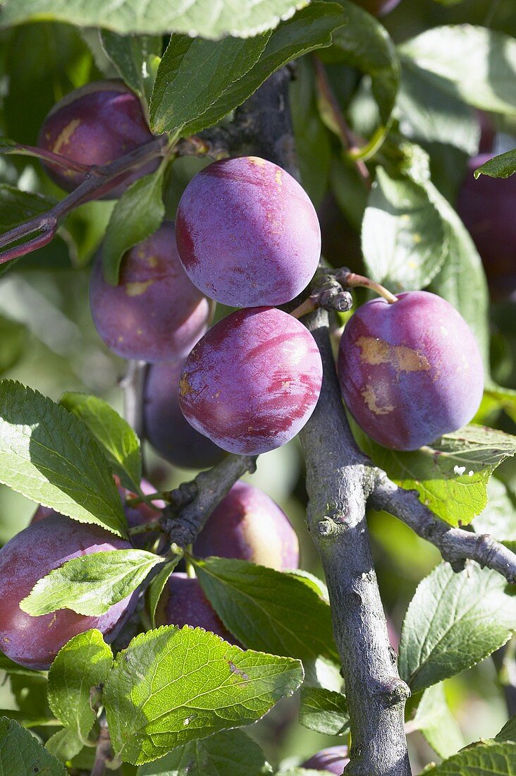 Plums, variety 'Anna Spaeth', on the tree