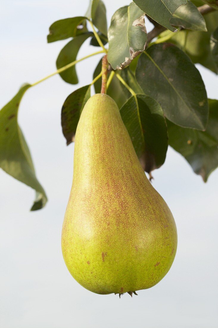 Pear, variety 'Concorde', on the branch