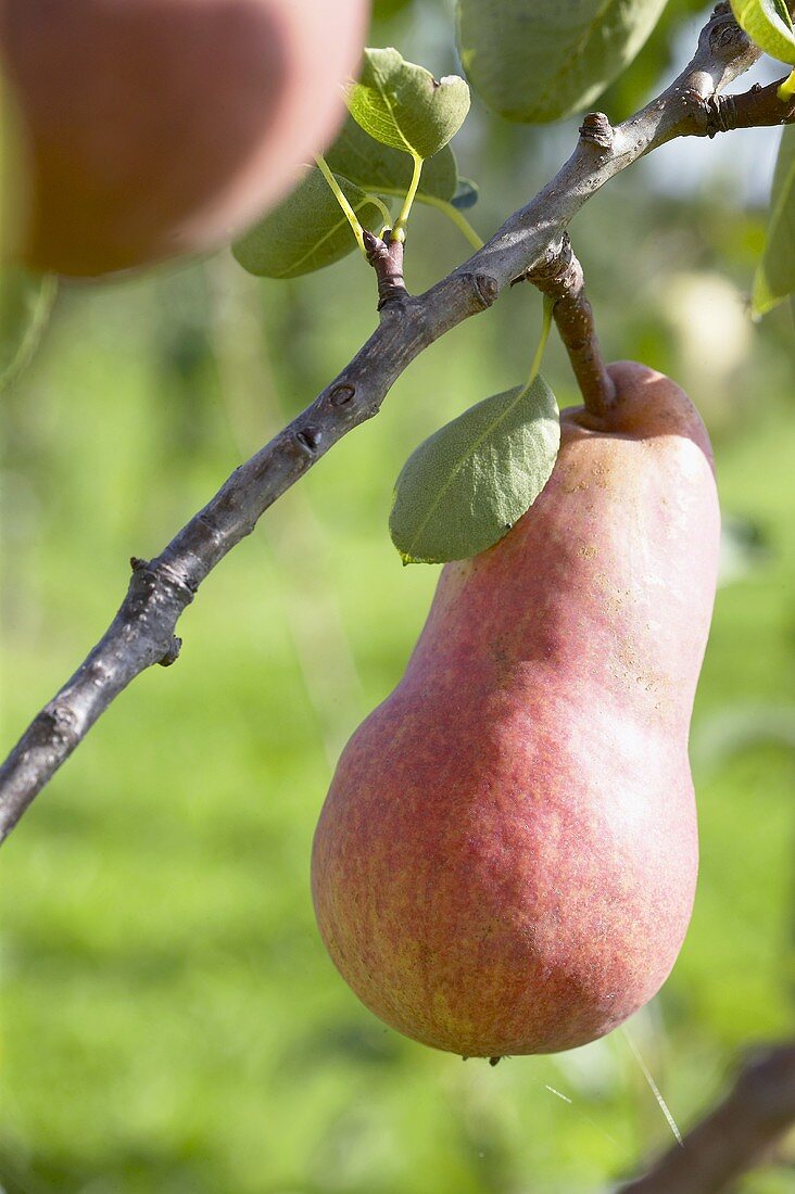 Pears, variety 'Rode Williams', on the branch