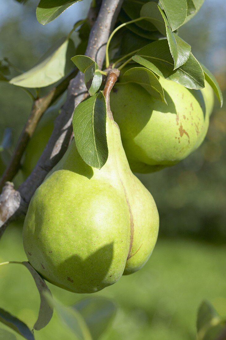 Pears, variety 'Lectier', on the branch