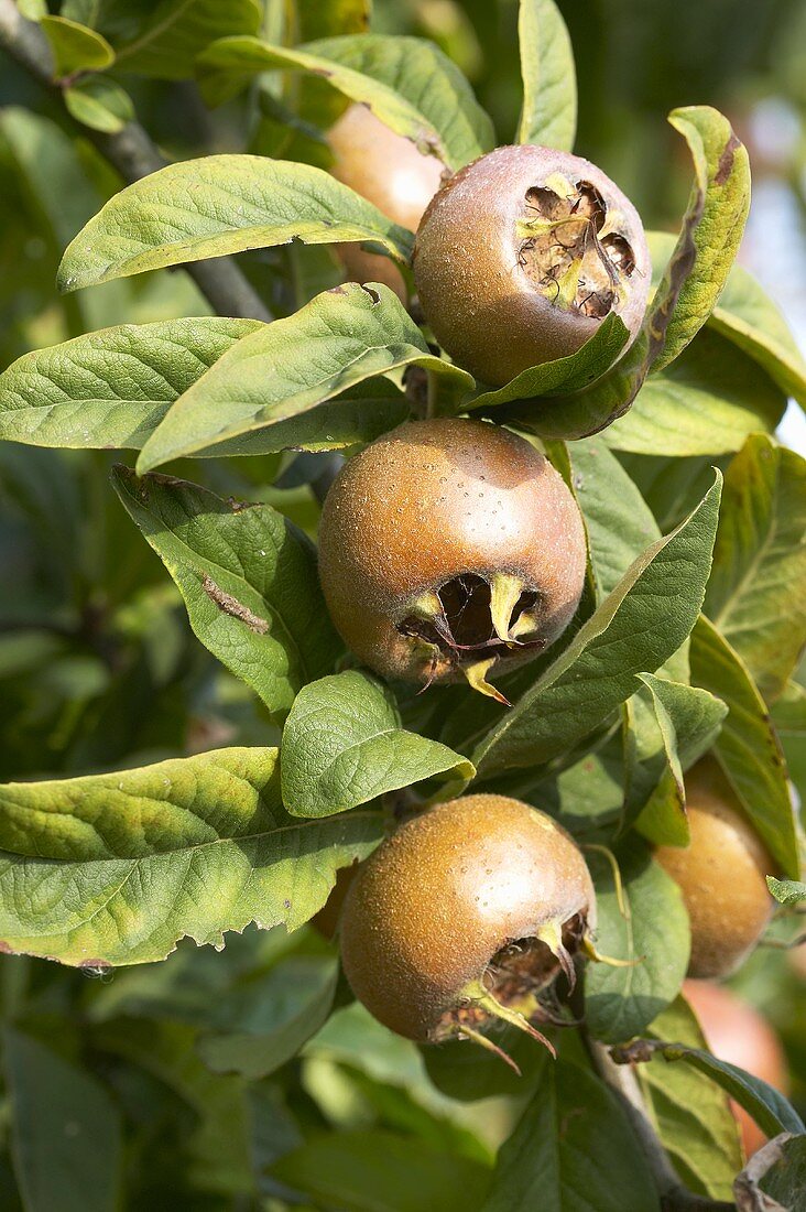 Medlars on the tree (Mespilus germanica)