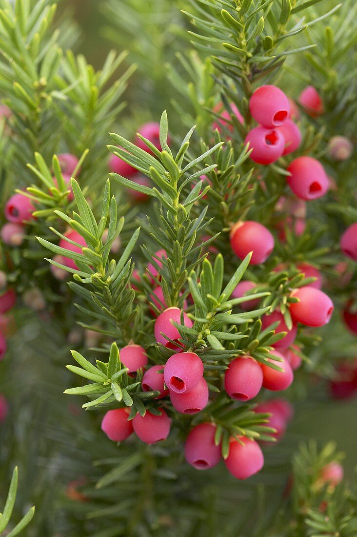 Hick's yew (Taxus media Hicksii) with arils