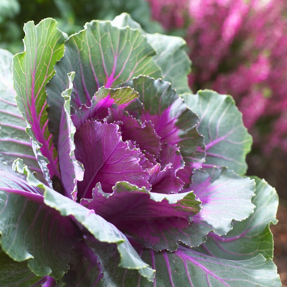 Ein Rotkohl