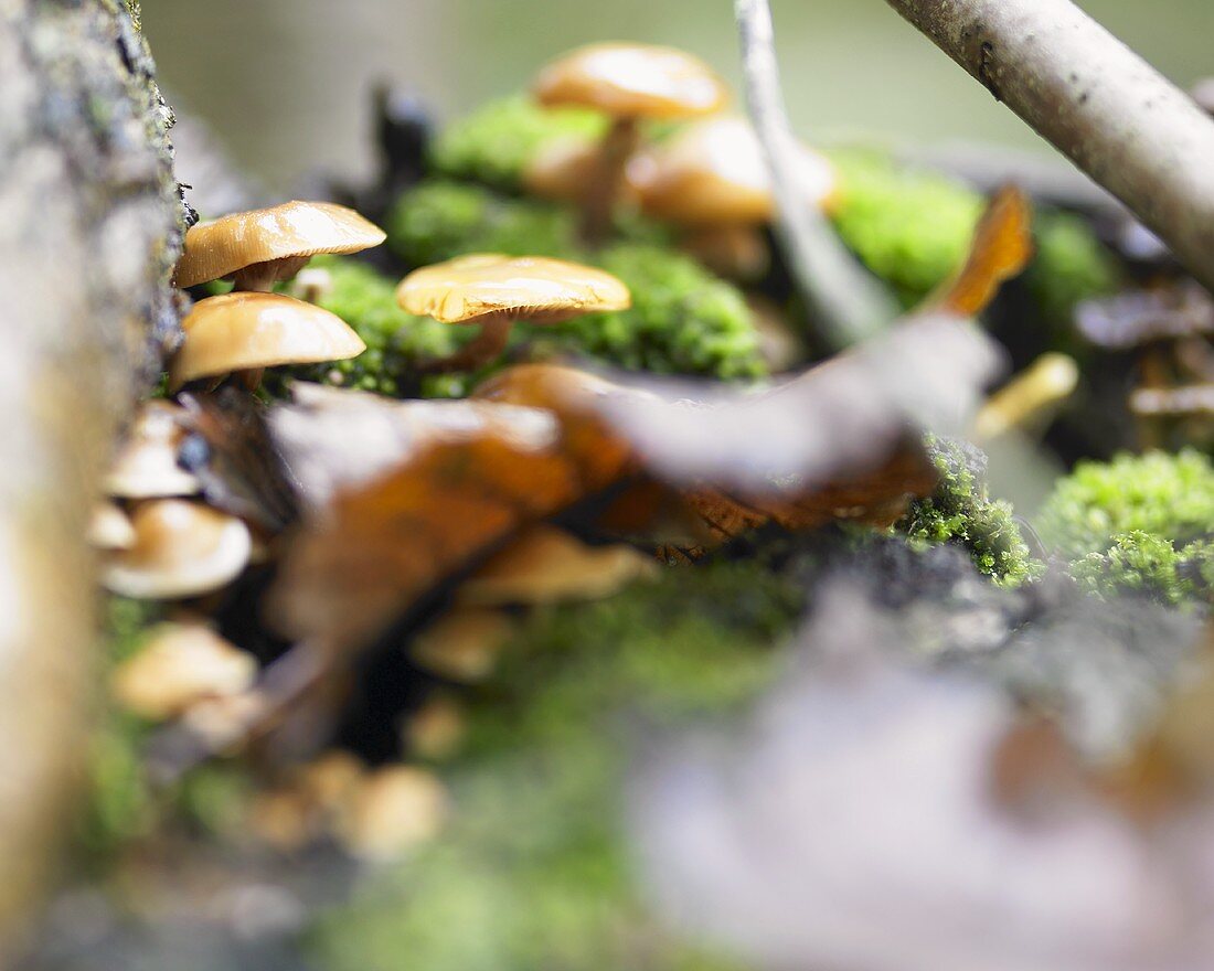 Fungus in moss