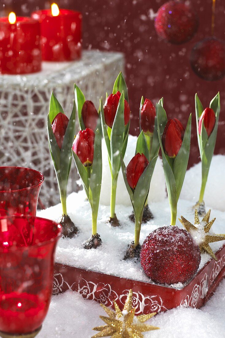 Red tulips, variety: Brilliant Star (Christmas decoration)
