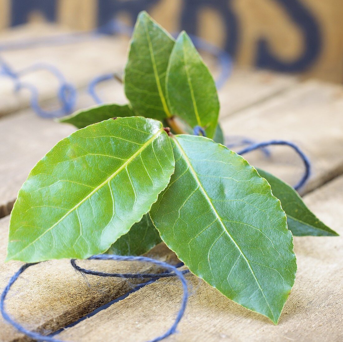 Fresh bay leaves (Laurus nobilis)