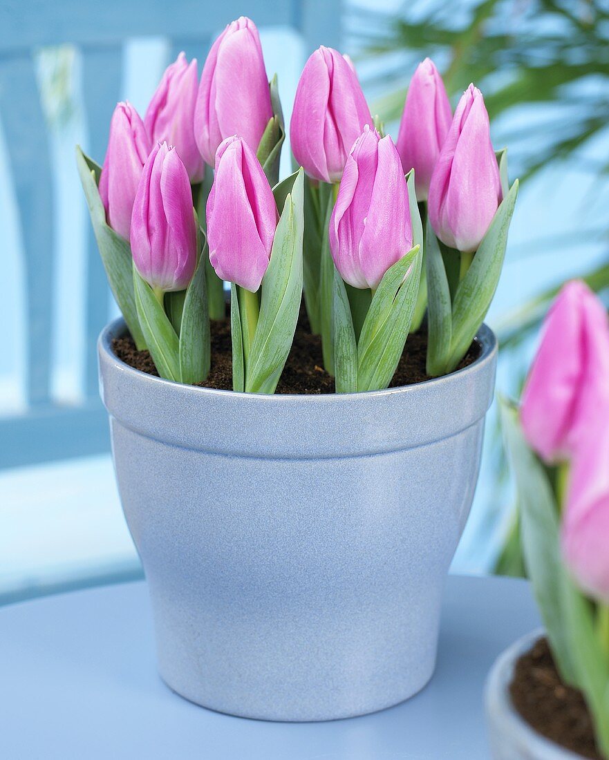 Tulips, variety: Evening Breeze, in flowerpot