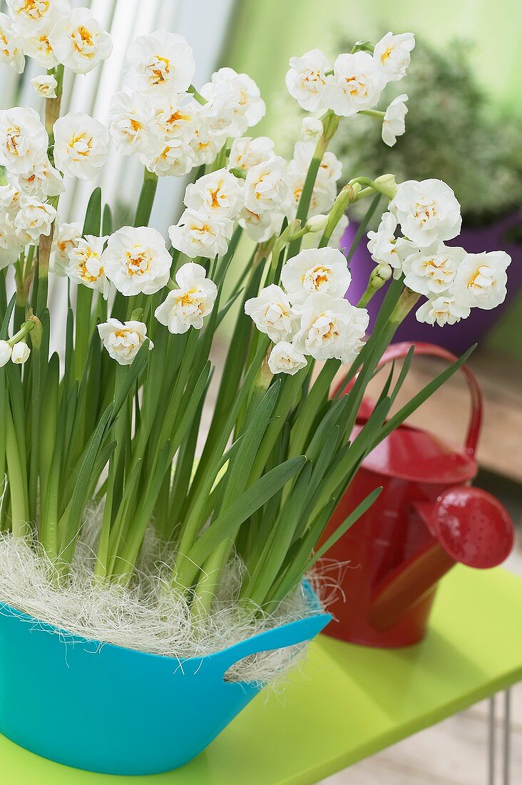 Fragrant white narcissi (Narcissus 'Bridal Crown')