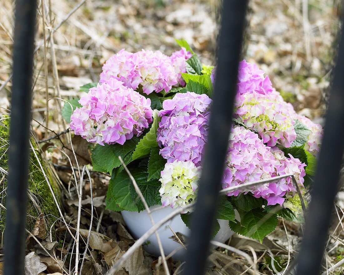 Hydrangea