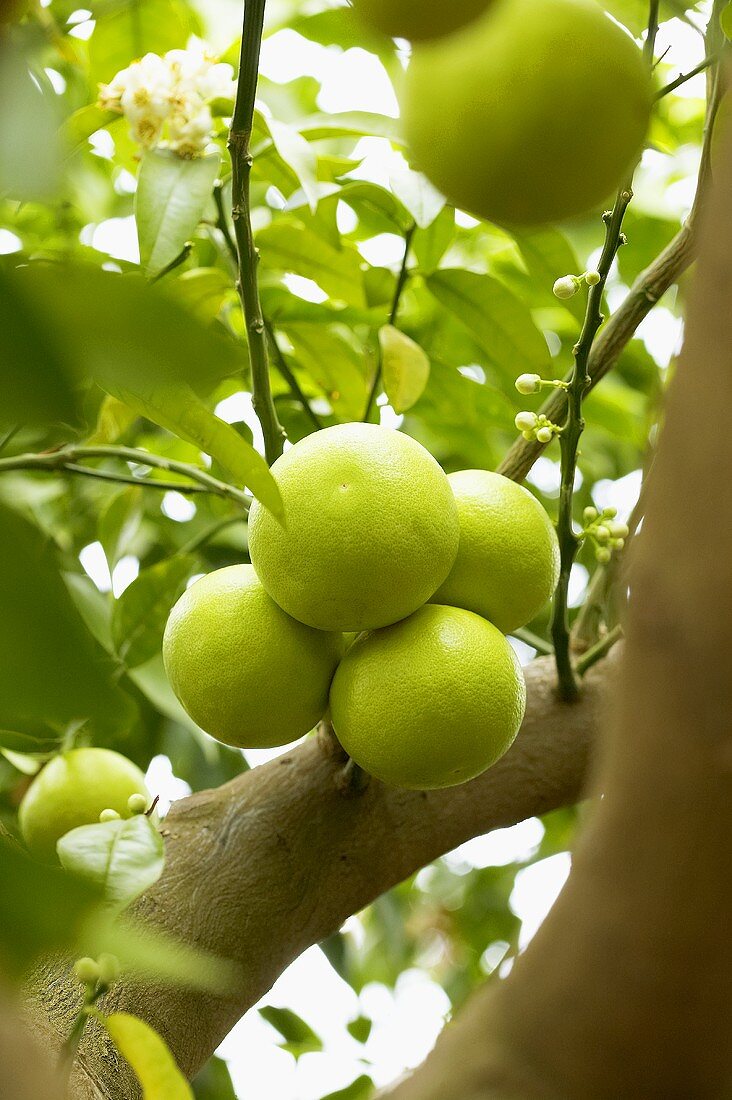 Pomelos (Citrus maxima) on the tree
