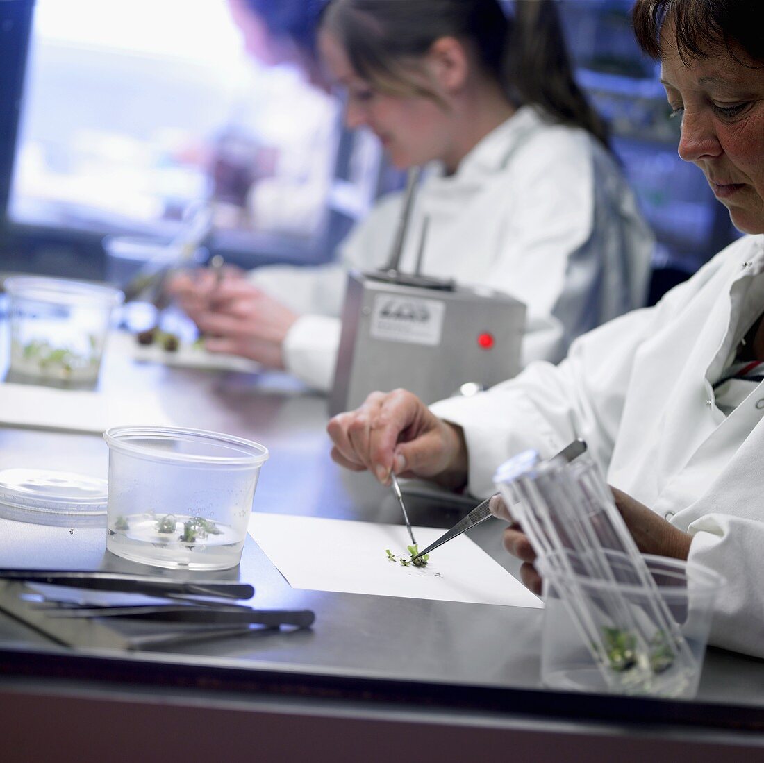 Plants being examined in a laboratory