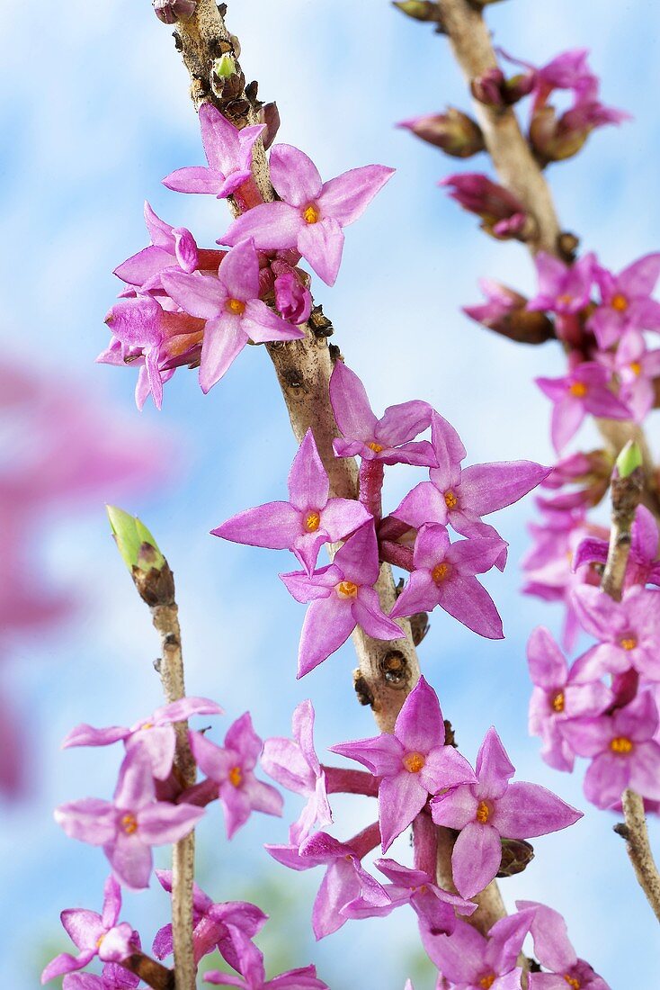 Daphne (Daphne mezereum 'Rubra')