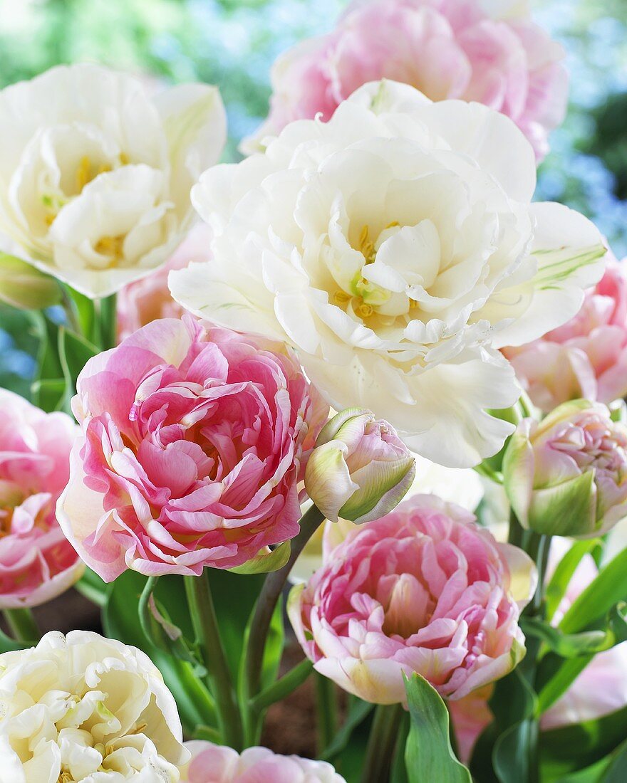 Tulpen, Sorten: Angelique (rosa) und Mount Tacoma (weiss)