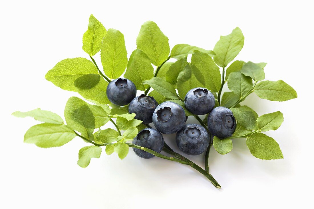 Heidelbeeren am Zweig mit Blättern