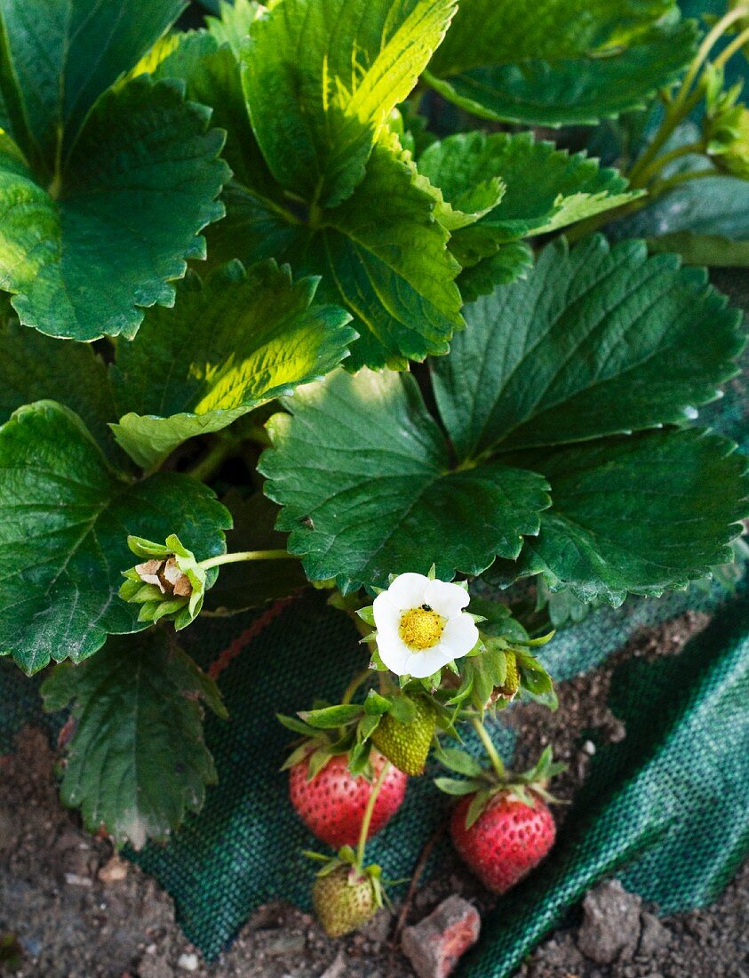 Wild strawberry plant