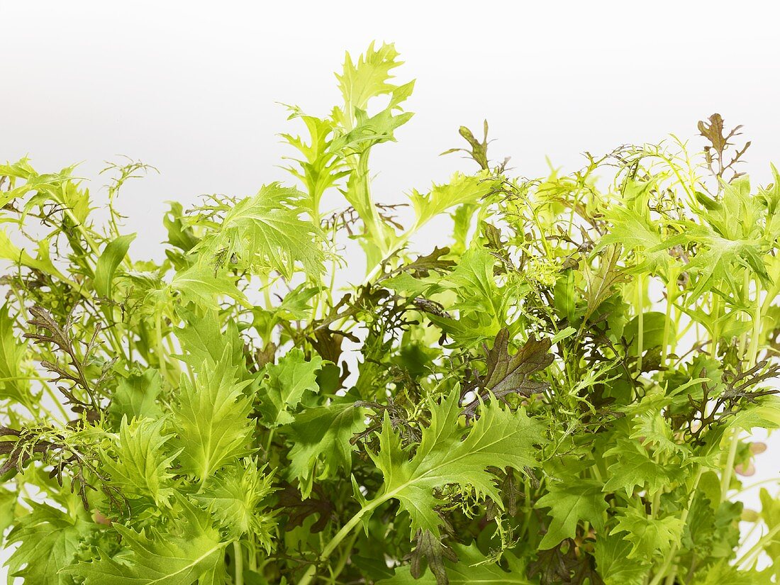 Mixed salad leaves